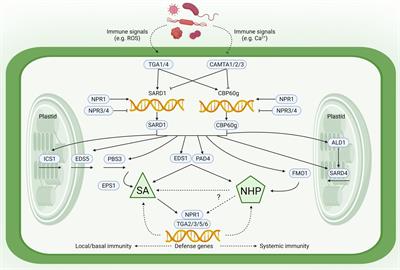 Salicylic Acid and N-Hydroxypipecolic Acid at the Fulcrum of the Plant Immunity-Growth Equilibrium